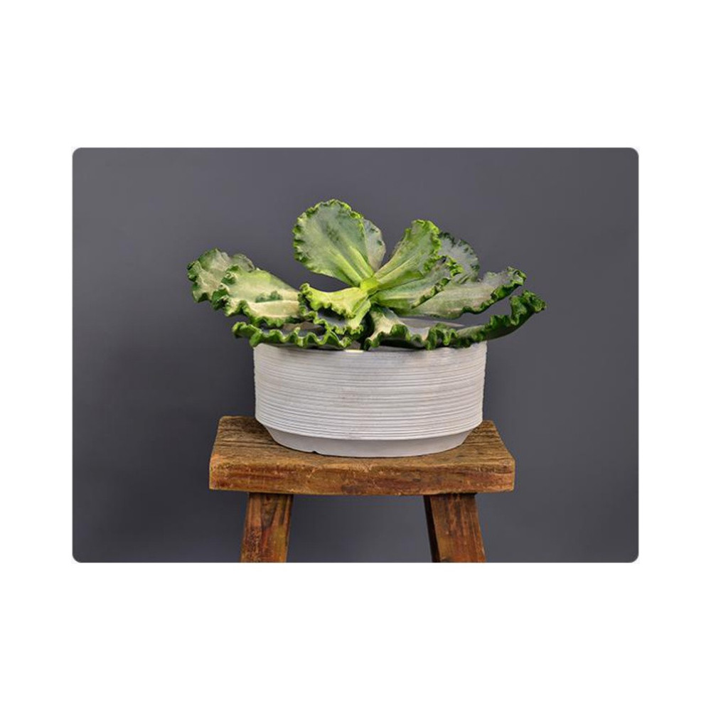 White Stripe Cement Planter - XMYYH-GA30-2233