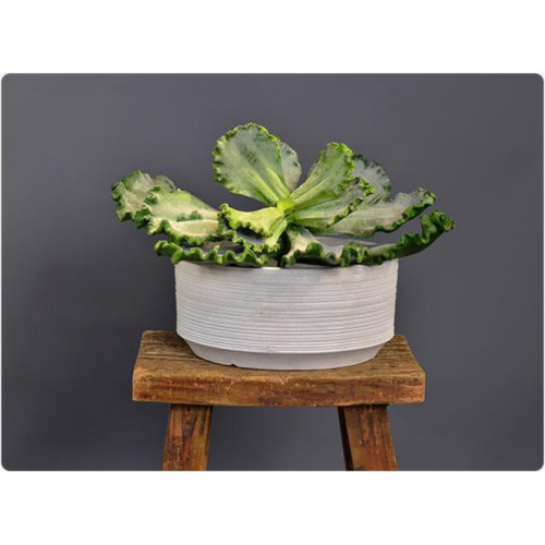 White Stripe Cement Planter - XMYYH-GA30-2233
