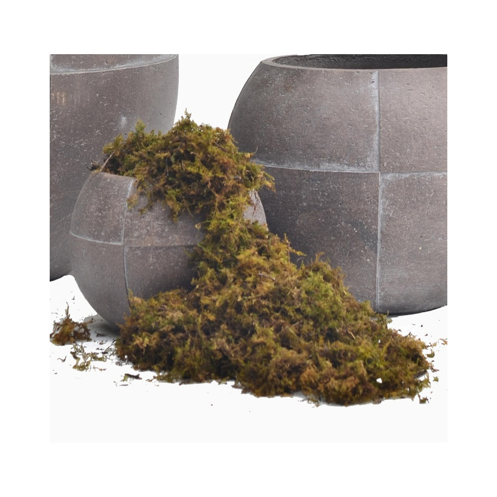 Rounded Cement Planter | Nifloral