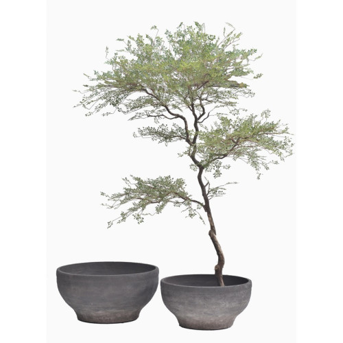 Wide Low Cement Planter | Nifloral